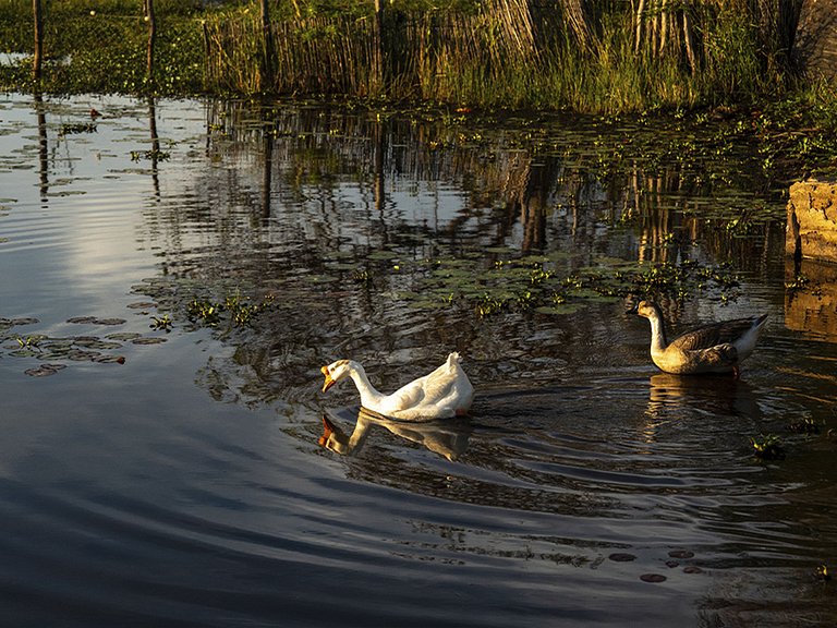 Suite Fleur de Lotus - Raffinement à Paracuru